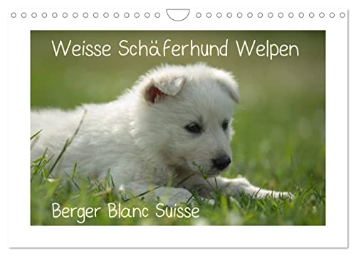 Weisse Schäferhund Welpen - Berger Blanc Suisse (Wandkalender 2025 DIN A4 quer), CALVENDO Monatskalender von CALVENDO
