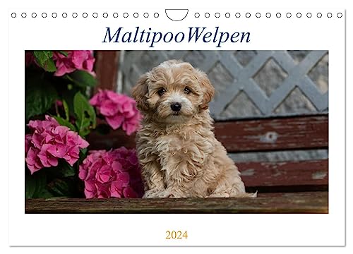 Maltipoo Welpen (Wandkalender 2024 DIN A4 quer), CALVENDO Monatskalender von CALVENDO