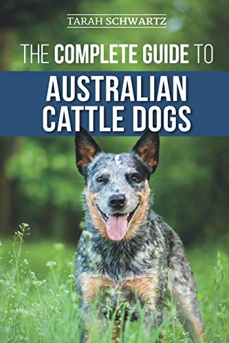 The Complete Guide to Australian Cattle Dogs: Finding, Training, Feeding, Exercising and Keeping Your ACD Active, Stimulated, and Happy von Independently Published