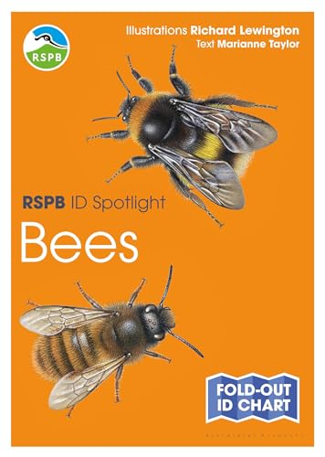 RSPB ID Spotlight - Bees RSPB ID Spotlight - Bees