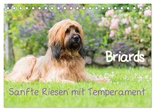 Briards - sanfte Riesen mit Temperament (Tischkalender 2025 DIN A5 quer), CALVENDO Monatskalender von CALVENDO