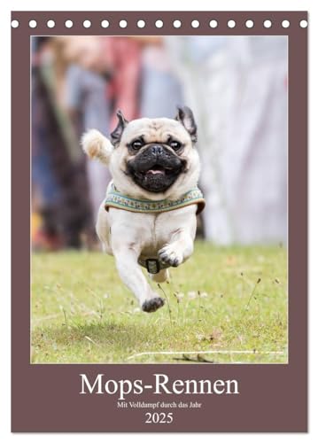 Mops-Rennen (Tischkalender 2025 DIN A5 hoch), CALVENDO Monatskalender von CALVENDO