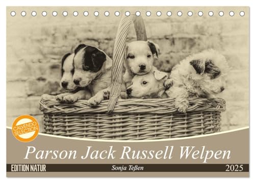 Parson Jack Russel Welpen (Tischkalender 2025 DIN A5 quer), CALVENDO Monatskalender von CALVENDO