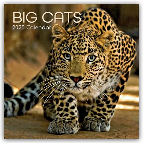 Big Cats – Raubkatzen – Löwen Tiger Geparden Leoparden 2025 – 16-Monatskalender: Original The Gifted Stationery Co. Ltd [Mehrsprachig] [Kalender] (Wall-Kalender)