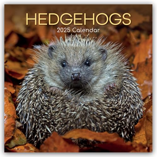 Hedgehogs – Igel 2025 – 16-Monatskalender: Original The Gifted Stationery Co. Ltd [Mehrsprachig] [Kalender] (Wall-Kalender)