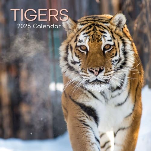 Tigers – Tiger 2025 – 16-Monatskalender: Original The Gifted Stationery Co. Ltd [Mehrsprachig] [Kalender] (Wall-Kalender)