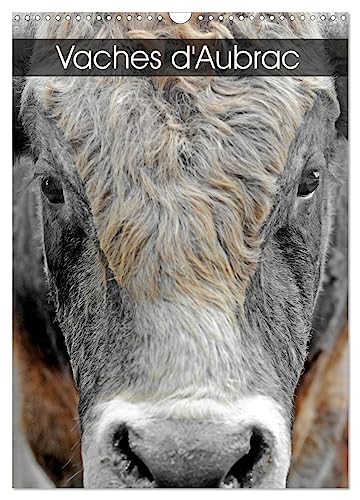 Vaches d'Aubrac (Calendrier mural 2025 DIN A3 horizontal), CALVENDO calendrier mensuel: Les vaches de la race Aubrac en Aveyron