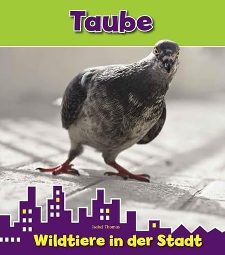 Taube: Wildtiere in der Stadt