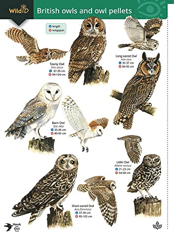 Guide to British Owls and Owl Pellets von Field Studies Council
