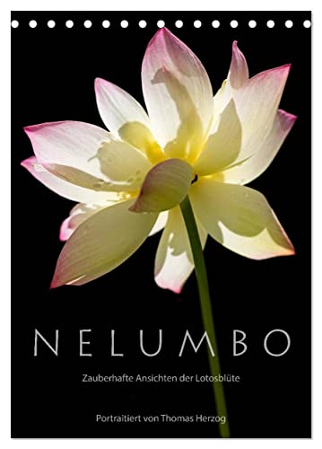 N E L U M B O – Zauberhafte Ansichten der Lotosblüte (Tischkalender 2025 DIN A5 hoch), CALVENDO Monatskalender von CALVENDO