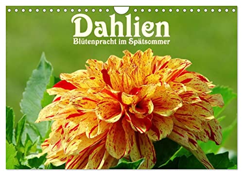 Dahlien - Blütenpracht im Spätsommer (Wandkalender 2024 DIN A4 quer), CALVENDO Monatskalender von CALVENDO