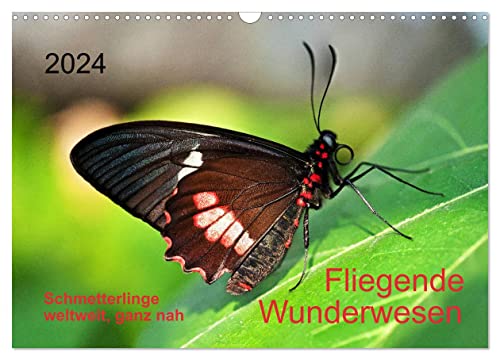 Fliegende Wunderwesen. Schmetterlinge weltweit, ganz nah (Wandkalender 2024 DIN A3 quer), CALVENDO Monatskalender von CALVENDO