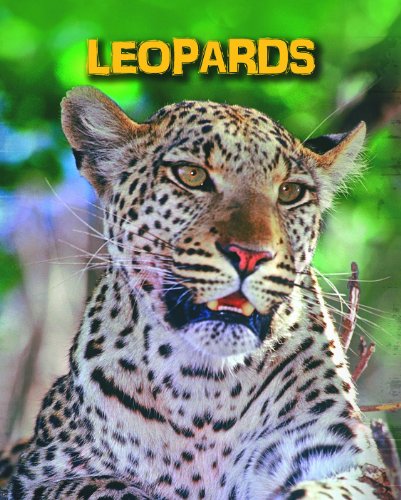 Leopards (Living in the Wild: Big Cats)