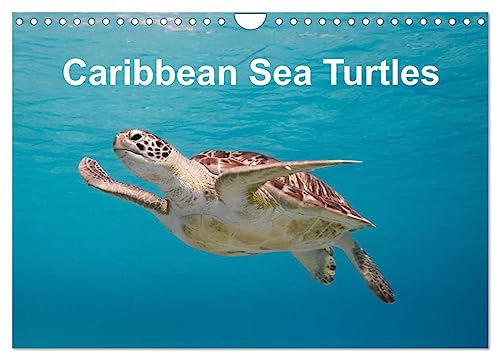 Caribbean Sea Turtles (Wall Calendar 2025 DIN A4 landscape), CALVENDO 12 Month Wall Calendar: Magical encounter with sea turtles!