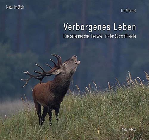 Verborgenes Leben: Die artenreiche Tierwelt in der Schorfheide (Natur im Blick) von Natur & Text