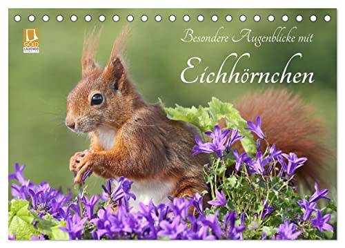 Besondere Augenblicke mit Eichhörnchen (Tischkalender 2024 DIN A5 quer), CALVENDO Monatskalender von CALVENDO