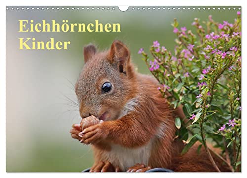 Eichhörnchen Kinder (Wandkalender 2024 DIN A3 quer), CALVENDO Monatskalender: Wunderschöne Großaufnahmen der jungen Wildtiere (CALVENDO Tiere)