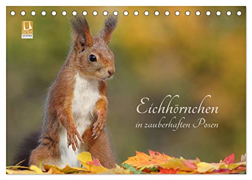 Eichhörnchen in zauberhaften Posen (Tischkalender 2024 DIN A5 quer), CALVENDO Monatskalender von CALVENDO