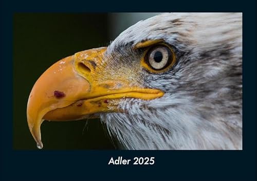Adler 2025 Fotokalender DIN A4: Monatskalender mit Bild-Motiven von Haustieren, Bauernhof, wilden Tieren und Raubtieren Adler 2025 Fotokalender DIN A4: Monatskalender mit Bild-Motiven von Haustieren, Bauernhof, wilden Tieren und Raubtieren