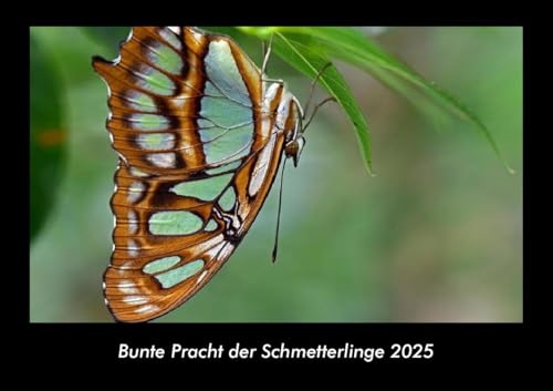 Bunte Pracht der Schmetterlinge 2025 Fotokalender DIN A3: Monatskalender mit Bild-Motiven von Haustieren, Bauernhof, wilden Tieren und Raubtieren Bunte Pracht der Schmetterlinge 2025 Fotokalender DIN A3: Monatskalender mit Bild-Motiven von Haustieren, Bauernhof, wilden Tieren und Raubtieren