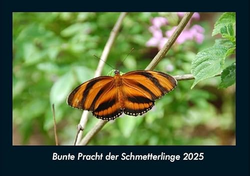 Bunte Pracht der Schmetterlinge 2025 Fotokalender DIN A4: Monatskalender mit Bild-Motiven von Haustieren, Bauernhof, wilden Tieren und Raubtieren Bunte Pracht der Schmetterlinge 2025 Fotokalender DIN A4: Monatskalender mit Bild-Motiven von Haustieren, Bauernhof, wilden Tieren und Raubtieren
