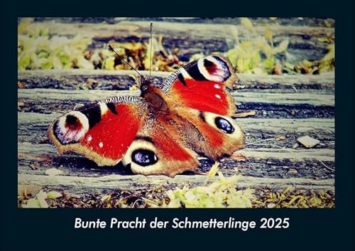 Bunte Pracht der Schmetterlinge 2025 Fotokalender DIN A4: Monatskalender mit Bild-Motiven von Haustieren, Bauernhof, wilden Tieren und Raubtieren Bunte Pracht der Schmetterlinge 2025 Fotokalender DIN A4: Monatskalender mit Bild-Motiven von Haustieren, Bauernhof, wilden Tieren und Raubtieren