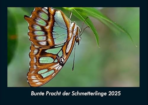 Bunte Pracht der Schmetterlinge 2025 Fotokalender DIN A4: Monatskalender mit Bild-Motiven von Haustieren, Bauernhof, wilden Tieren und Raubtieren Bunte Pracht der Schmetterlinge 2025 Fotokalender DIN A4: Monatskalender mit Bild-Motiven von Haustieren, Bauernhof, wilden Tieren und Raubtieren