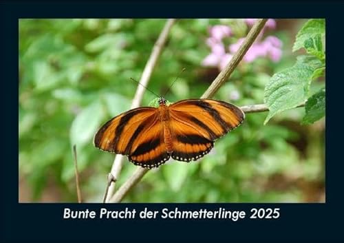 Bunte Pracht der Schmetterlinge 2025 Fotokalender DIN A5: Monatskalender mit Bild-Motiven von Haustieren, Bauernhof, wilden Tieren und Raubtieren Bunte Pracht der Schmetterlinge 2025 Fotokalender DIN A5: Monatskalender mit Bild-Motiven von Haustieren, Bauernhof, wilden Tieren und Raubtieren
