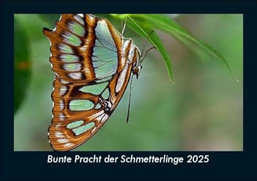 Bunte Pracht der Schmetterlinge 2025 Fotokalender DIN A5: Monatskalender mit Bild-Motiven von Haustieren, Bauernhof, wilden Tieren und Raubtieren Bunte Pracht der Schmetterlinge 2025 Fotokalender DIN A5: Monatskalender mit Bild-Motiven von Haustieren, Bauernhof, wilden Tieren und Raubtieren
