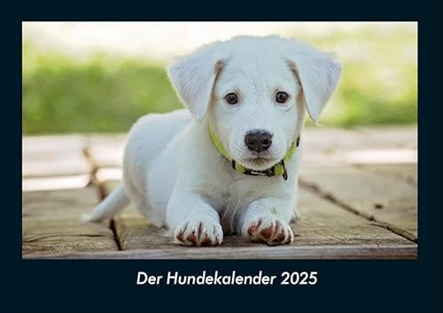 Der Hundekalender 2025 Fotokalender DIN A4: Monatskalender mit Bild-Motiven von Haustieren, Bauernhof, wilden Tieren und Raubtieren Der Hundekalender 2025 Fotokalender DIN A4: Monatskalender mit Bild-Motiven von Haustieren, Bauernhof, wilden Tieren und Raubtieren