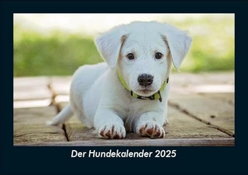 Der Hundekalender 2025 Fotokalender DIN A5: Monatskalender mit Bild-Motiven von Haustieren, Bauernhof, wilden Tieren und Raubtieren Der Hundekalender 2025 Fotokalender DIN A5: Monatskalender mit Bild-Motiven von Haustieren, Bauernhof, wilden Tieren und Raubtieren
