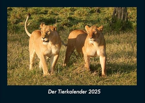 Der Tierkalender 2025 Fotokalender DIN A4: Monatskalender mit Bild-Motiven von Haustieren, Bauernhof, wilden Tieren und Raubtieren Der Tierkalender 2025 Fotokalender DIN A4: Monatskalender mit Bild-Motiven von Haustieren, Bauernhof, wilden Tieren und Raubtieren