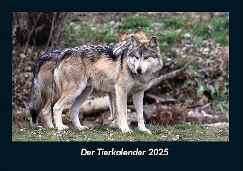 Der Tierkalender 2025 Fotokalender DIN A4: Monatskalender mit Bild-Motiven von Haustieren, Bauernhof, wilden Tieren und Raubtieren