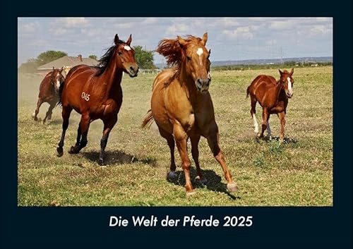 Die Welt der Pferde 2025 Fotokalender DIN A4: Monatskalender mit Bild-Motiven vom Sport, Fussball, Hockey, Football, Handball, Schwimmen Die Welt der Pferde 2025 Fotokalender DIN A4: Monatskalender mit Bild-Motiven vom Sport, Fussball, Hockey, Football, Handball, Schwimmen