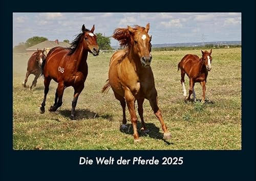 Die Welt der Pferde 2025 Fotokalender DIN A4: Monatskalender mit Bild-Motiven von Haustieren, Bauernhof, wilden Tieren und Raubtieren Die Welt der Pferde 2025 Fotokalender DIN A4: Monatskalender mit Bild-Motiven von Haustieren, Bauernhof, wilden Tieren und Raubtieren
