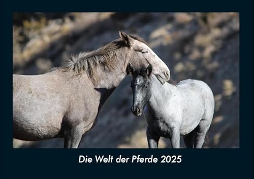 Die Welt der Pferde 2025 Fotokalender DIN A4: Monatskalender mit Bild-Motiven von Haustieren, Bauernhof, wilden Tieren und Raubtieren Die Welt der Pferde 2025 Fotokalender DIN A4: Monatskalender mit Bild-Motiven von Haustieren, Bauernhof, wilden Tieren und Raubtieren