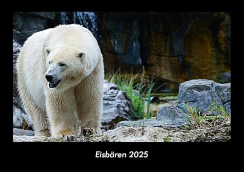 Eisbären 2025 Fotokalender DIN A3: Monatskalender mit Bild-Motiven von Haustieren, Bauernhof, wilden Tieren und Raubtieren Eisbären 2025 Fotokalender DIN A3: Monatskalender mit Bild-Motiven von Haustieren, Bauernhof, wilden Tieren und Raubtieren