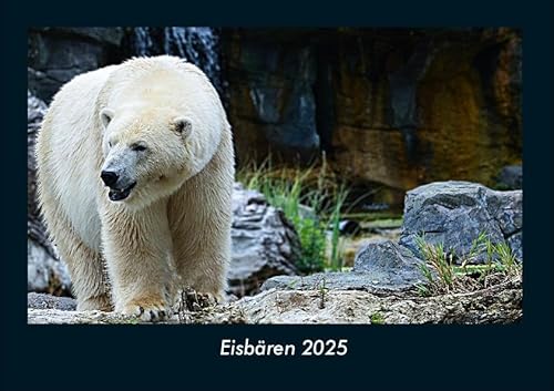 Eisbären 2025 Fotokalender DIN A4: Monatskalender mit Bild-Motiven von Haustieren, Bauernhof, wilden Tieren und Raubtieren Eisbären 2025 Fotokalender DIN A4: Monatskalender mit Bild-Motiven von Haustieren, Bauernhof, wilden Tieren und Raubtieren