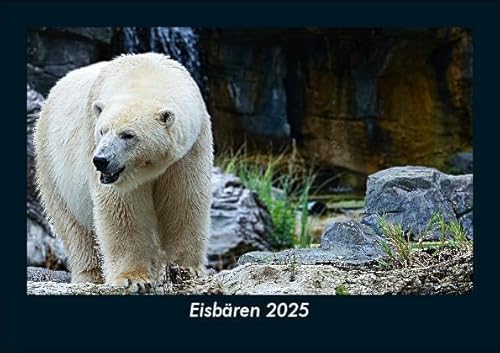 Eisbären 2025 Fotokalender DIN A5: Monatskalender mit Bild-Motiven von Haustieren, Bauernhof, wilden Tieren und Raubtieren Eisbären 2025 Fotokalender DIN A5: Monatskalender mit Bild-Motiven von Haustieren, Bauernhof, wilden Tieren und Raubtieren