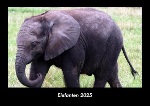 Elefanten 2025 Fotokalender DIN A3: Monatskalender mit Bild-Motiven von Haustieren, Bauernhof, wilden Tieren und Raubtieren Elefanten 2025 Fotokalender DIN A3: Monatskalender mit Bild-Motiven von Haustieren, Bauernhof, wilden Tieren und Raubtieren