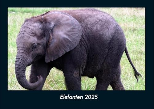Elefanten 2025 Fotokalender DIN A4: Monatskalender mit Bild-Motiven von Haustieren, Bauernhof, wilden Tieren und Raubtieren Elefanten 2025 Fotokalender DIN A4: Monatskalender mit Bild-Motiven von Haustieren, Bauernhof, wilden Tieren und Raubtieren