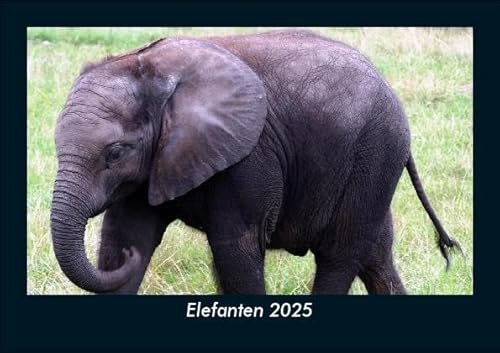 Elefanten 2025 Fotokalender DIN A5: Monatskalender mit Bild-Motiven von Haustieren, Bauernhof, wilden Tieren und Raubtieren Elefanten 2025 Fotokalender DIN A5: Monatskalender mit Bild-Motiven von Haustieren, Bauernhof, wilden Tieren und Raubtieren
