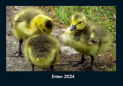 Enten 2024 Fotokalender DIN A4: Monatskalender mit Bild-Motiven von Haustieren, Bauernhof, wilden Tieren und Raubtieren Enten 2024 Fotokalender DIN A4: Monatskalender mit Bild-Motiven von Haustieren, Bauernhof, wilden Tieren und Raubtieren