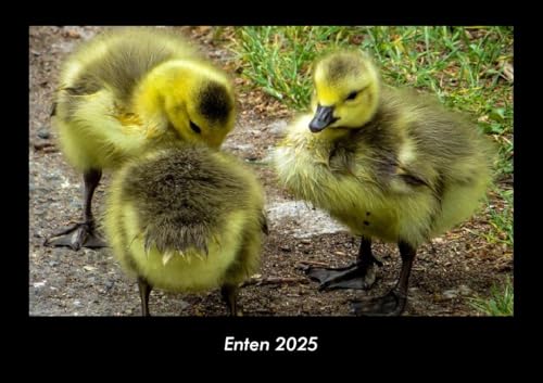 Enten 2025 Fotokalender DIN A3: Monatskalender mit Bild-Motiven von Haustieren, Bauernhof, wilden Tieren und Raubtieren Enten 2025 Fotokalender DIN A3: Monatskalender mit Bild-Motiven von Haustieren, Bauernhof, wilden Tieren und Raubtieren