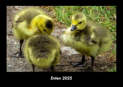 Enten 2025 Fotokalender DIN A3: Monatskalender mit Bild-Motiven von Haustieren, Bauernhof, wilden Tieren und Raubtieren Enten 2025 Fotokalender DIN A3: Monatskalender mit Bild-Motiven von Haustieren, Bauernhof, wilden Tieren und Raubtieren
