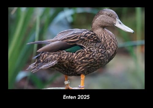 Enten 2025 Fotokalender DIN A3: Monatskalender mit Bild-Motiven von Haustieren, Bauernhof, wilden Tieren und Raubtieren Enten 2025 Fotokalender DIN A3: Monatskalender mit Bild-Motiven von Haustieren, Bauernhof, wilden Tieren und Raubtieren