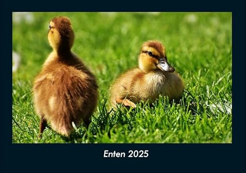 Enten 2025 Fotokalender DIN A4: Monatskalender mit Bild-Motiven von Haustieren, Bauernhof, wilden Tieren und Raubtieren Enten 2025 Fotokalender DIN A4: Monatskalender mit Bild-Motiven von Haustieren, Bauernhof, wilden Tieren und Raubtieren