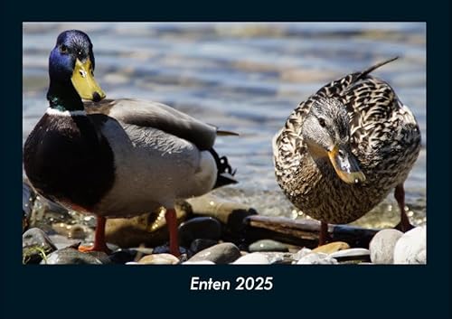 Enten 2025 Fotokalender DIN A4: Monatskalender mit Bild-Motiven von Haustieren, Bauernhof, wilden Tieren und Raubtieren Enten 2025 Fotokalender DIN A4: Monatskalender mit Bild-Motiven von Haustieren, Bauernhof, wilden Tieren und Raubtieren