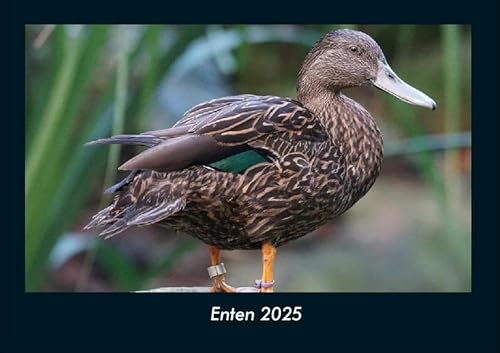 Enten 2025 Fotokalender DIN A4: Monatskalender mit Bild-Motiven von Haustieren, Bauernhof, wilden Tieren und Raubtieren Enten 2025 Fotokalender DIN A4: Monatskalender mit Bild-Motiven von Haustieren, Bauernhof, wilden Tieren und Raubtieren