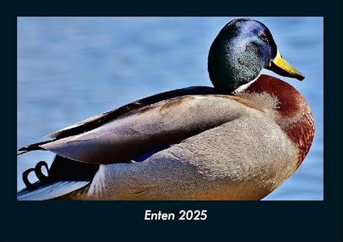 Enten 2025 Fotokalender DIN A4: Monatskalender mit Bild-Motiven von Haustieren, Bauernhof, wilden Tieren und Raubtieren Enten 2025 Fotokalender DIN A4: Monatskalender mit Bild-Motiven von Haustieren, Bauernhof, wilden Tieren und Raubtieren von Vero Kalender